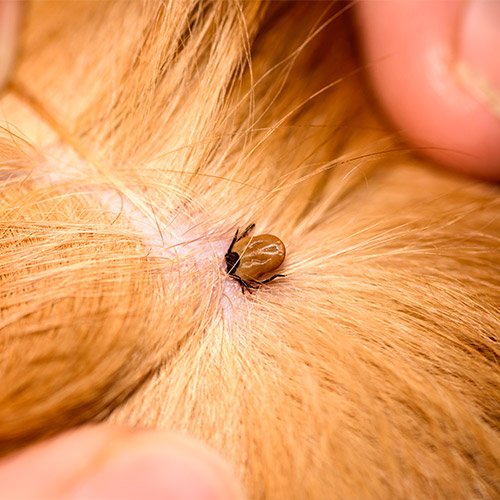 Fleas and tics