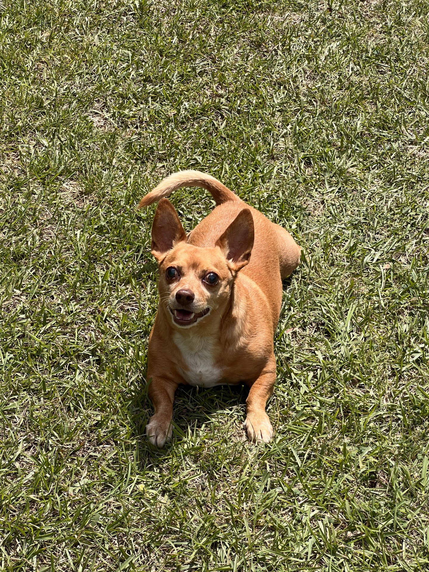Paco